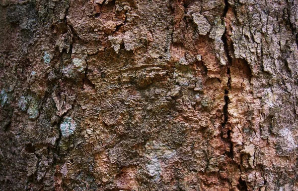 Vecchio Legno Naturale Squallido Albero Corteccia Texture Uso Come Sfondo — Foto Stock