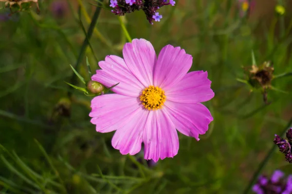 Schöne Natur Rosa Blume Auf Verschwommenem Hintergrund — Stockfoto