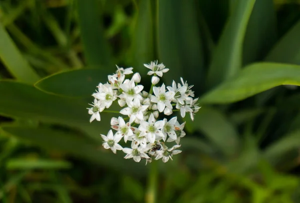 Mini White Flower White Lilac Bushes Garden — Stock Photo, Image