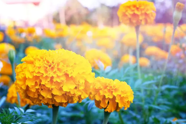 Bahçedeki Güzel Marigold Çiçeğine Yaklaş — Stok fotoğraf