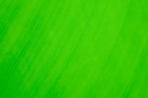 Tropical Leaf Texture Nature Green Background — Stock Photo, Image