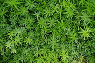 Arkaplan için güzel doğa çimi