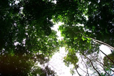 Güzel doğayla bulanık yeşil ağaç arka planı.