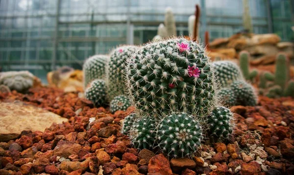 Beautiful Succulents Cactus Plant Garden — Stock Photo, Image