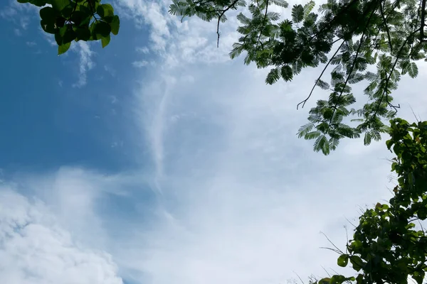 Filialträd Med Blå Himmel Bakgrund Naturen — Stockfoto