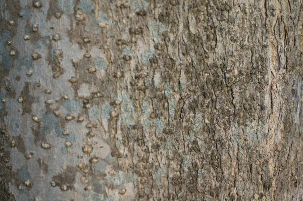 树皮质感的古老天然木制树皮用作自然背景 — 图库照片