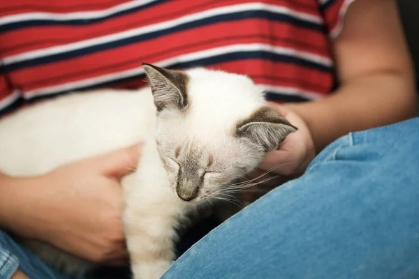 Abraço Mulher Gato Bonito Amizade Amante Animais Confiança Amor Amigo — Fotografia de Stock