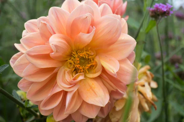 Taze Dahlia Çiçeğinin Güzelliği Turuncu Çiçek — Stok fotoğraf