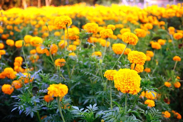 Nahaufnahme Der Schönen Ringelblume Garten — Stockfoto