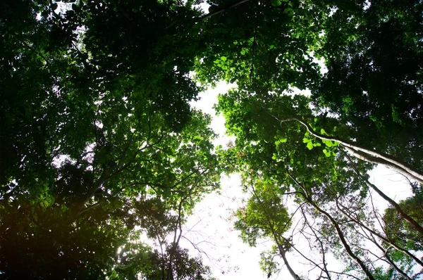 Güzel Doğayla Bulanık Yeşil Ağaç Arka Planı — Stok fotoğraf