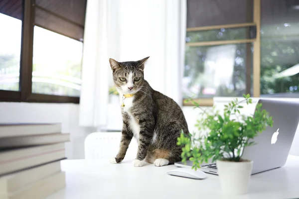 Cat working at Laptop.  cat asleep on the laptop keyboard. assintant cat at the office Working technology concept