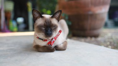 Cat Brown bej kedisi. Siyam kedisi dinleniyor