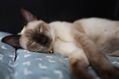 Kahverengi bej kedi. Siyam kedisi yerde dinleniyor