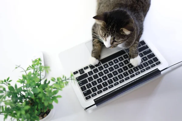 Cat working at Laptop.  cat asleep on the laptop keyboard. assintant cat at the office Working technology concept