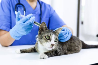 Veteriner kliniğinin muayene masasındaki kedi. Veteriner bakımı. Veteriner doktor ve kedi.
