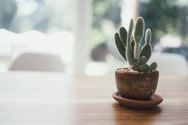 Kaktüs çiçeği, tencerede yetişiyor. Küçük saksı sulu bitkiler.