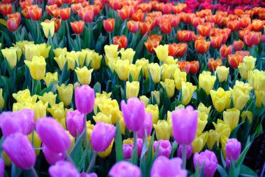 Bahçede büyük sarı menekşe ve kırmızı laleler var.