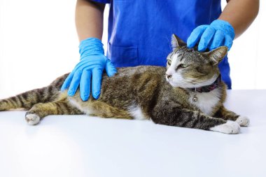 Veteriner kliniğinin muayene masasındaki kedi. Veteriner bakımı. Veteriner doktor ve kedi.