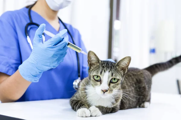 Katt Undersökningsbordet Veterinärkliniken Veterinärvård Veterinärläkare Och Katt — Stockfoto