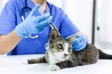 Veteriner kliniğinin muayene masasındaki kedi. Veteriner bakımı. Veteriner doktor ve kedi.
