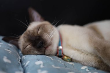 Kahverengi bej kedi. Siyam kedisi yerde dinleniyor