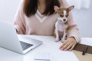 Coronavirus. Köpekle birlikte evden çalışan iş kadını COVID-19 Coronavirus salgınını karantina altına aldı.