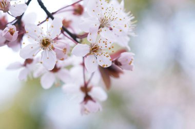 Kiraz çiçeği ya da Sakura çiçeği doğa arka planında