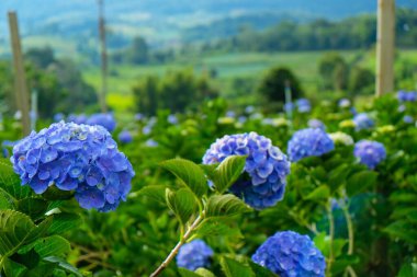 seyahat fotoğrafçılığı ortanca bahçesinde fotoğraf çekiyor.