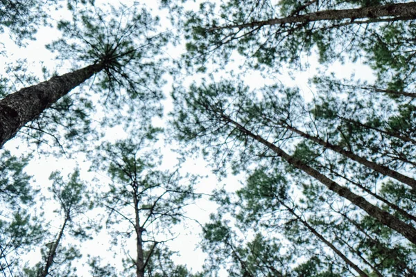 Bitmeyen Yeşil Ormandaki Uzun Yaşlı Ağaçların Alt Manzarası Doğa Çam — Stok fotoğraf