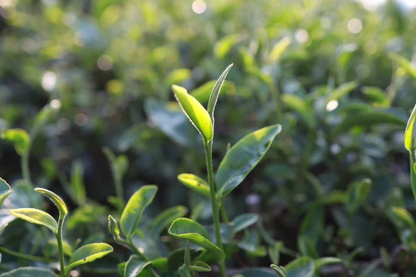 Green tea leaves in a tea plantation Closeup, Green leaf  Top of Green tea leaf in the morning