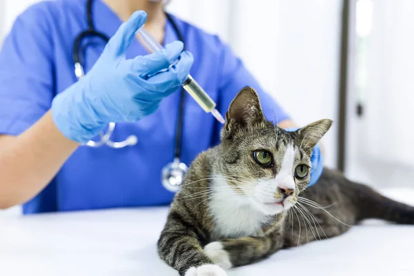 Katt Undersökningsbordet Veterinärkliniken Veterinärvård Veterinärläkare Och Katt — Stockfoto