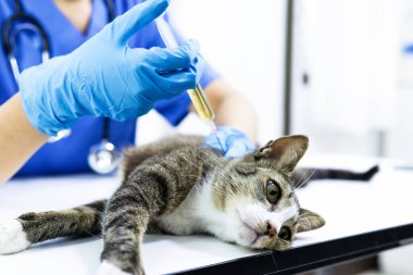Veteriner kliniğinin muayene masasındaki kedi. Veteriner bakımı. Veteriner doktor ve kedi.