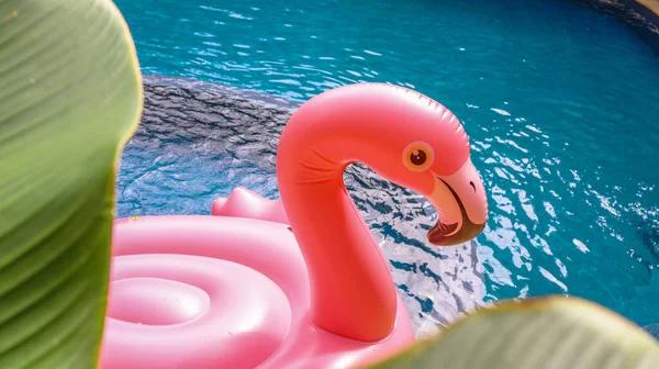Summer Vacation Fun Funny Pink Flamingo Float Swimming Pool Trendy — Stock Photo, Image