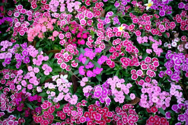 Schöne Natur Pinke Blume Der Natur Garten — Stockfoto