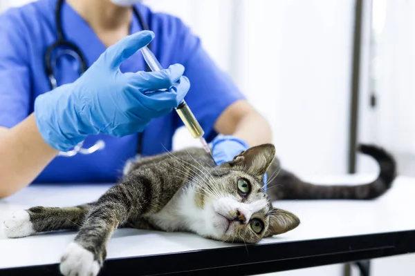 Katt Undersökningsbordet Veterinärkliniken Veterinärvård Veterinärläkare Och Katt — Stockfoto