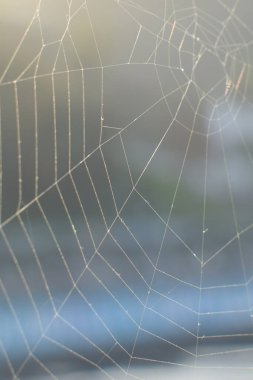 Günbatımı ışınlarında ağ ve arka planda yeşil tepe