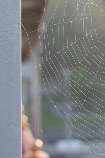 Web Rayos Puesta Del Sol Con Colina Verde Fondo — Foto de Stock