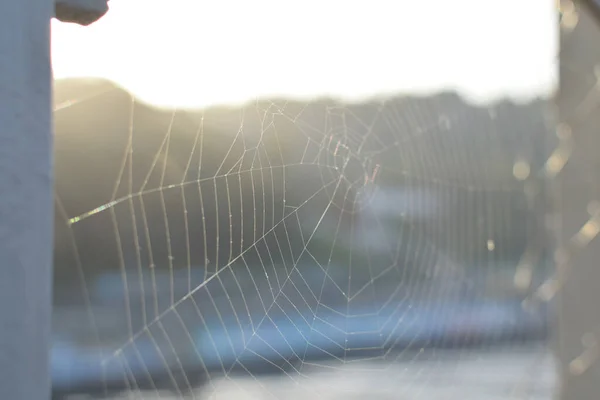 Web Rayos Puesta Del Sol Con Colina Verde Fondo — Foto de Stock