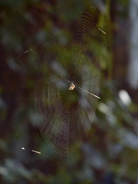 Ragnatela Con Gocce Rugiada — Foto Stock