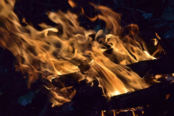 Fire Forest — Stock Photo, Image