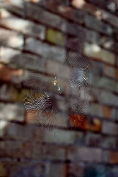 Spider Sul Web Sfondo Muro Mattoni — Foto Stock