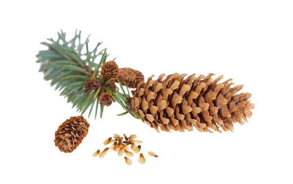 Cone, seeds and branch of a blue spruce on an isolated white background — Stock Photo, Image