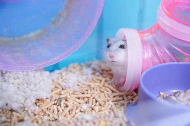 Dzungarian hamsterı çok renkli bir kafesin içinde tekerlekle