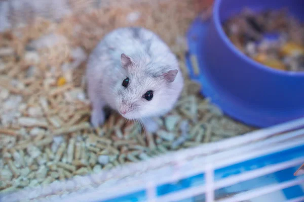 Hamster dzungarian em uma gaiola multicolorida com uma roda — Fotografia de Stock