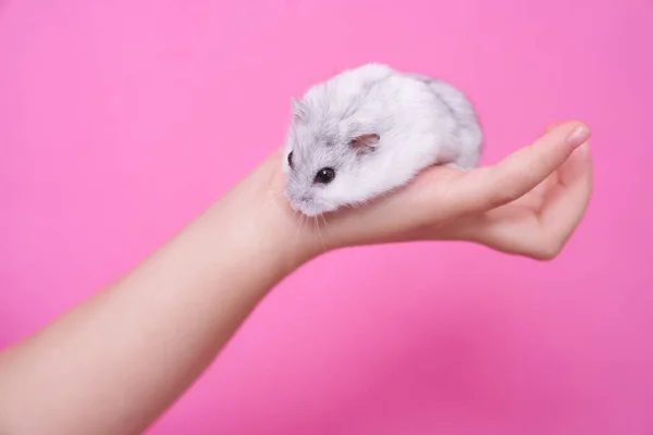 Uma mão infantil segura um hamster — Fotografia de Stock