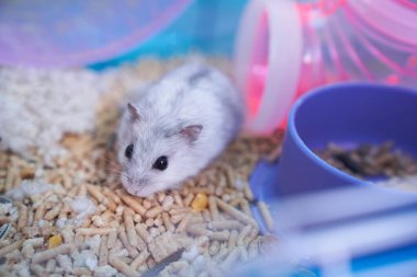 Dzungarian hamsterı çok renkli bir kafesin içinde tekerlekle