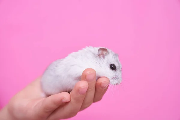 A childs hand holds a hamster — Stock Photo, Image