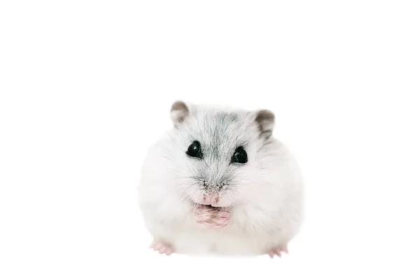 Hamster Gris Mignon Dzungarian Sur Fond Isolé Blanc Tient Nourriture — Photo