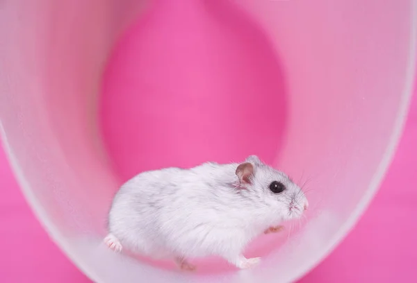 Hamster Dzungarian Uma Roda Fundo Rosa Foto Alta Qualidade — Fotografia de Stock