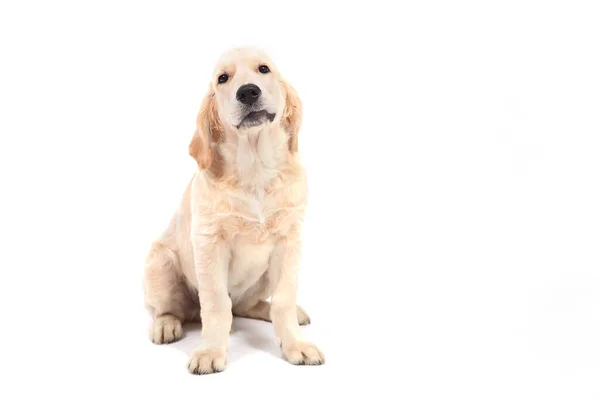 Bir Golden Retriever köpeği beyaz arka planda oturur ve kameraya bakar. — Stok fotoğraf